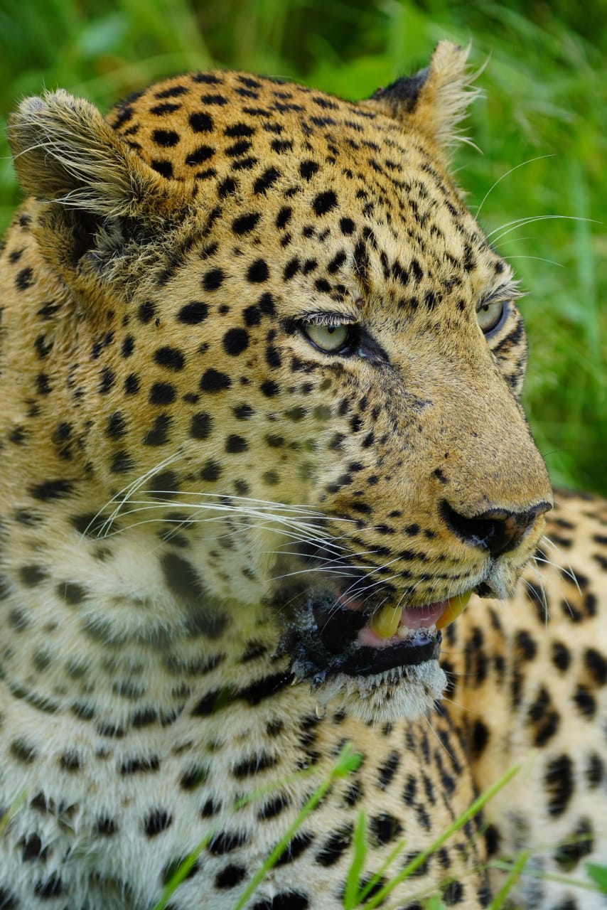 Authentic Okavango Wilderness