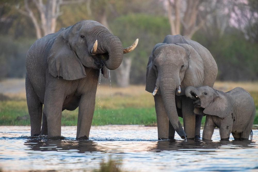 Elephants in Okavango