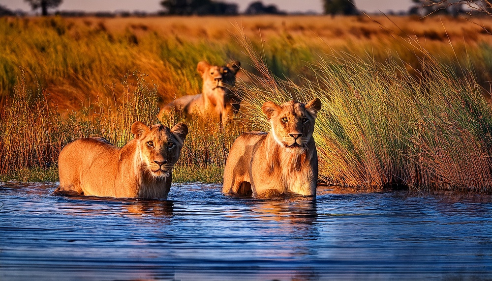 Lions