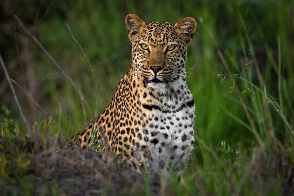 Leopard
